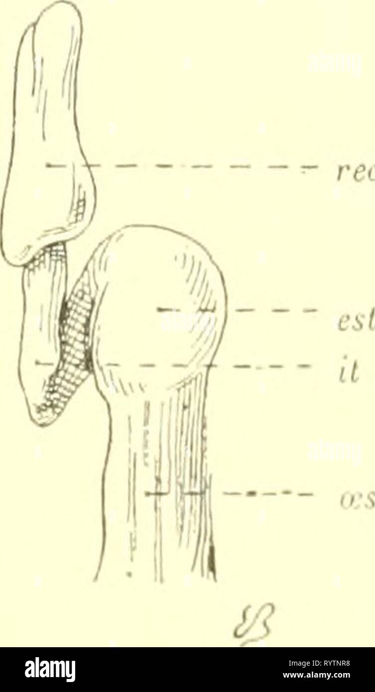 Au E Stock Photos Au E Stock Images Page 7 Alamy - 